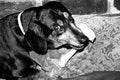 Dachshund with bone and bowtie 0117 BW