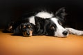 dachshund and border collie best friends lovely dog