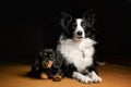dachshund and border collie best friends lovely dog ??