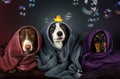 dachshund and border collie dog cute photo of pet