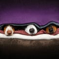 dachshund and border collie dogs cute pet photos