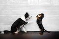 dachshund and border collie dogs cute pet photos