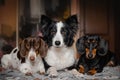 dachshund and border collie dogs cute pet pictures
