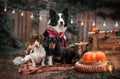 dachshund and border collie funny photo of dogs autumn vibe