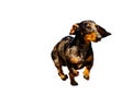 The dachshund is a breed of canids characterized by the height proportionally less than the length. It is a hunting. Royalty Free Stock Photo