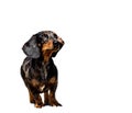 The dachshund is a breed of canids characterized by the height proportionally less than the length. It is a hunting. Royalty Free Stock Photo