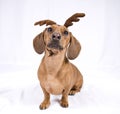 A Dachshund breed dog