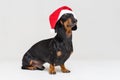 Dachshund breed dog, black and tan, dressed in red Christmas hat isolated on a gray background Royalty Free Stock Photo