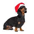 Dachshund breed dog, black and tan, dressed in red Christmas hat isolated on a white background Royalty Free Stock Photo