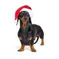 Dachshund breed dog, black and tan, wearing in red Christmas hat isolated on a white background Royalty Free Stock Photo