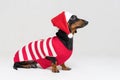 Dachshund breed dog, black and tan, wearing in red Christmas Santa Claus hat and costume isolated on a gray background Royalty Free Stock Photo