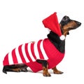 Dachshund breed dog, black and tan, wearing in red Christmas Santa Claus hat and costume isolated on a white background Royalty Free Stock Photo