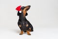 Dachshund breed dog, black and tan, wearing in red Christmas Santa Claus hat isolated on a gray background Royalty Free Stock Photo