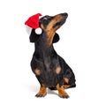 Dachshund breed dog, black and tan, wearing in red Christmas Santa Claus hat isolated on a white background Royalty Free Stock Photo