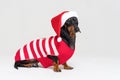 Dachshund breed dog, black and tan, wearing in red Christmas Santa Claus hat and sweater on a gray background Royalty Free Stock Photo