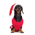 Dachshund breed dog, black and tan, wearing in red Christmas Santa Claus hat and sweater isolated on a white background Royalty Free Stock Photo