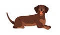 Dachshund breed, long sausage dog. Cute happy puppy, adorable doggy. Friendly canine animal wagging tail, lying. Funny