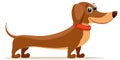 Dachshund brown with a collar stands. The character