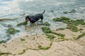 Singapore, June 3, 2018: Angry Dachshubd biting ocean algea Royalty Free Stock Photo