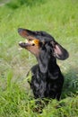 Dachshund chewing the stick on grass