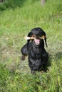 Dachshund chewing the stick on grass