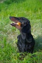 Dachshund chewing the stick on grass