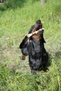 Dachshund chewing the stick on grass