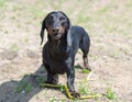 Dachshund chewing stick after swimming on beach