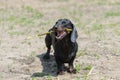 Dachshund chewing stick after swimming on beach