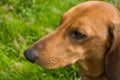 Dachshund close-up Royalty Free Stock Photo