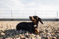 Dachshund in collar lying on pebble surface in urban place Royalty Free Stock Photo