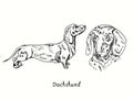 Dachshund collection standing side view and head. Ink black and white doodle drawing