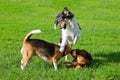 Dachshund, collie, beagle playing outdoors