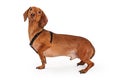 Dachshund crossbreed dog wearing harness