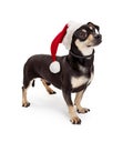 Dachshund Crossbreed Dog Wearing Santa Hat