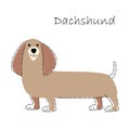 Dachshund . Cute dog cartoon characters . Flat shape and line stroke design .