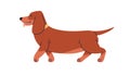 Dachshund, cute Wiener sausage dog profile. Funny companion doggy, pup side view. Adorable short puppy, canine animal