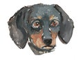 Dachshund. The Dachshund is a black-brown dog. Dachshund puppy watercolor drawing of a pet. Print on t-shirt.