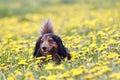 Dachshund on the dandelions meadow Royalty Free Stock Photo