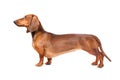 Dachshund Dog