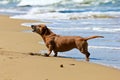 Dachshund dog Royalty Free Stock Photo