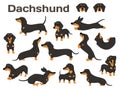 Dachshund,dog in action,happy dog Royalty Free Stock Photo