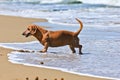 Dachshund dog on the beach Royalty Free Stock Photo
