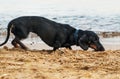 Dachshund dog on beach Royalty Free Stock Photo