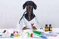 Dachshund dog, black and tan, as a medical veterinary doctor with stethoscope, standing on the table with medical equipment and me