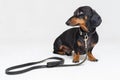 Dachshund dog, black and tan, ready for a walk with owner , with leather leash, isolated on gray background Royalty Free Stock Photo