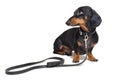 Dachshund dog, black and tan, ready for a walk with owner , with leather leash, isolated on white background Royalty Free Stock Photo