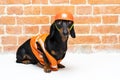 Dachshund dog, black and tan, sits on the background a brick wall, in an orange construction vest and helmet during a building ren