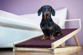 A dachshund dog, black and tan, sits on a home ramp. Safe of back health in a small dog