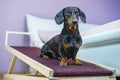 A dachshund dog, black and tan, sits on a home ramp. Safe of back health in a small dog